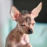 The Starter Stick (Standard) - Image 5