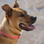 Junior Bully Bites (Bag)